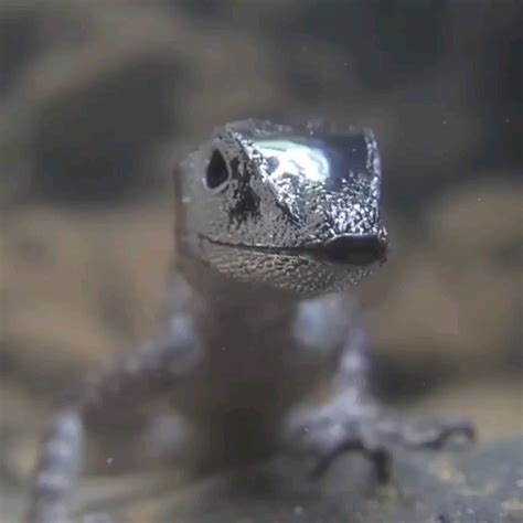 Water anole using an air bubble to breath underwater : r ...