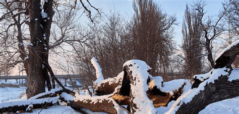 Save Your Trees After Winter Storm Damage - Arbor Leaf Tree Care