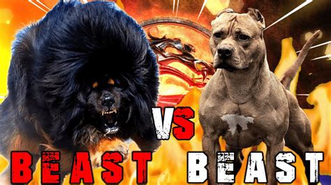 Tibetan Mastiff vs American Pitbull Terrier | Pitbull vs Tibetan ...