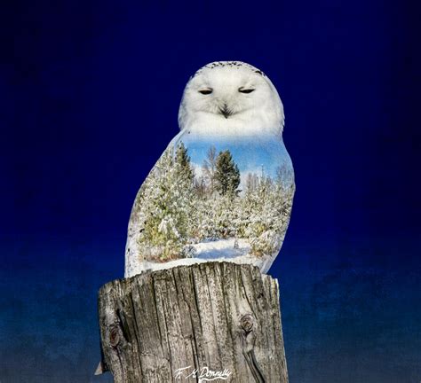 Animals and their Habitat (Snowy Owl) by Nini1965 on DeviantArt