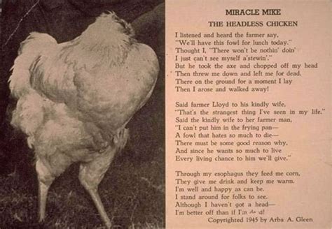 Have You Heard The Legend Of Miracle Mike, The Headless Chicken Who Just Refused To Die?