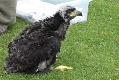 Baby Bald Eagle Chick | Six week old bald eagle chick at Sio… | Flickr