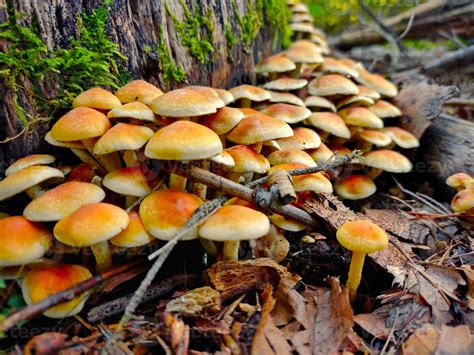 Bunch of yellow mushrooms growing on a dead tree stump 13646128 Stock ...