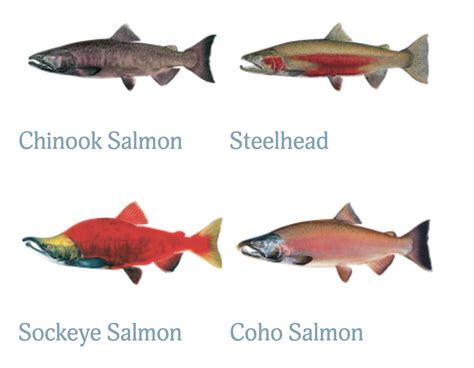 Salmon and Steelhead - Idaho Conservation League