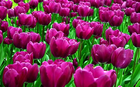 purple tulips - Desktop Wallpaper