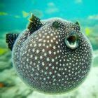 The Unique Defense Mechanism of Pufferfish