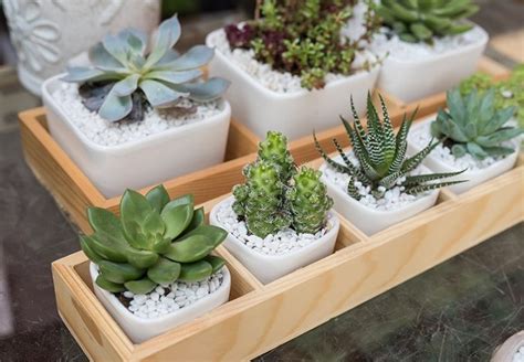 Cute Tiny Succulent Planters That You Will Instantly Fall In Love With Them