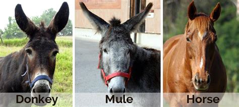 What is the Difference between a Horse, Mule and Donkey?