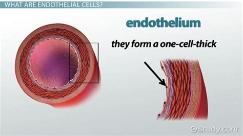 Endothelial Cells | Definition & Function - Lesson | Study.com