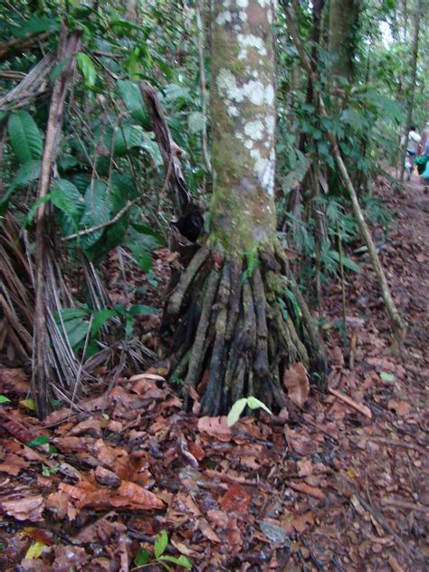 DSC05901 | Jungle plants in Amazon rainforest (Peru) | My Favorite Pet Sitter | Flickr