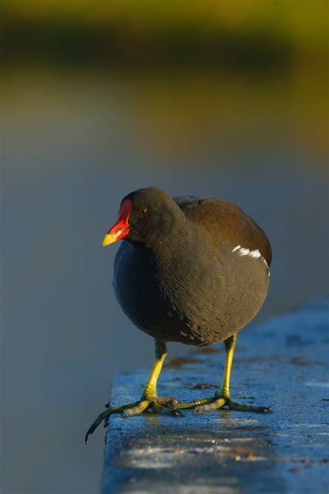 Common Moorhen Photos, Download The BEST Free Common Moorhen Stock ...