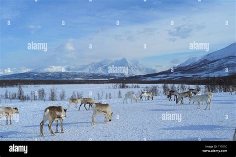 Arctic Reindeer Herd Stock Photo - Alamy