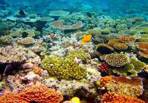 The Great Barrier Reef - Sistem Terumbu Karang Terbesar Di Bumi ~ As-salaam