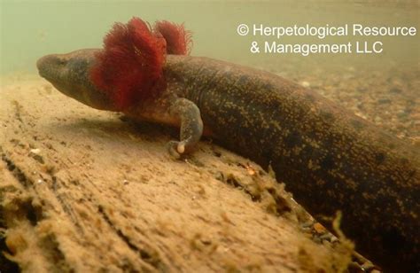 The misunderstood mudpuppy - MSU Extension