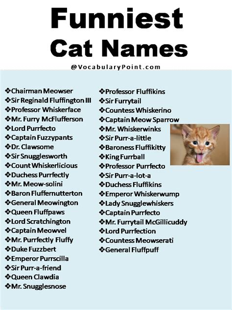 270+ Funny And Cute Cat Names - Vocabulary Point