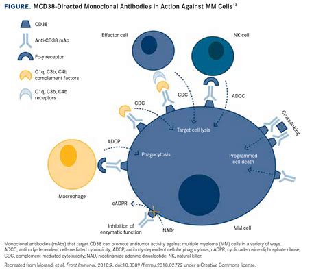 New Strategies for Targeting CD38 in Multiple Myeloma Take Root