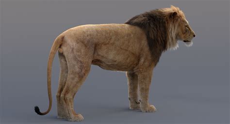 3D Lion Animated — Missset