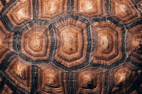 Tortoise Shell Pattern Background