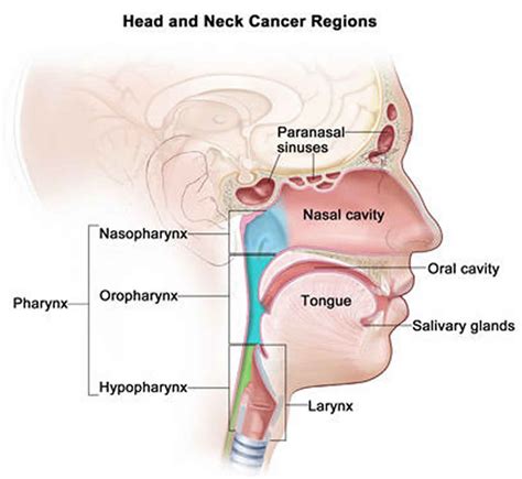 Head and neck cancer types, causes, symptoms, diagnosis, treatment & survival rate