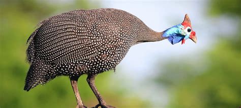 Definitive Guide To Vulturine Guineafowl Facts, Habitat, Conservation ...