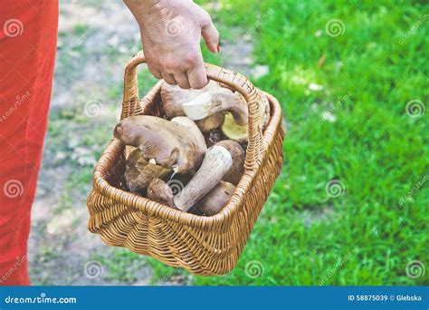 Luck Mushroom Picker. Basket with White Porcini Mushrooms. Stock Image - Image of botany ...