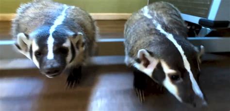 What Is A Chinese Ferret Badger? – Pet Nudge