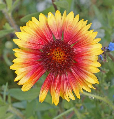 Perennial Gaillardia | Mountain Meadows