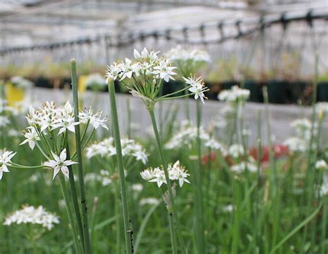 Wild Garlic Edible Flowers (Allium) | Nurtured in Norfolk