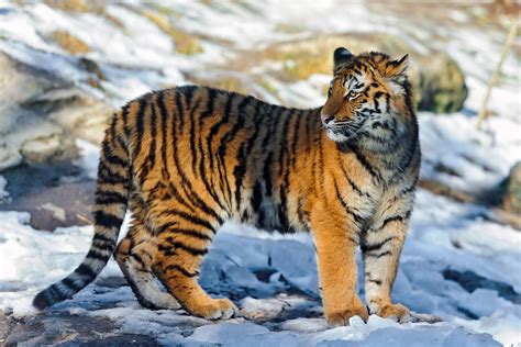 Standing in the snow | One of the tiger cubs standing in the… | Flickr