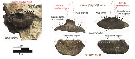 Fossil of the month: Saivodus sp.