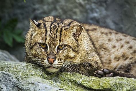 The Ten Species Of Small Wild Cats Found In Asia - WorldAtlas.com