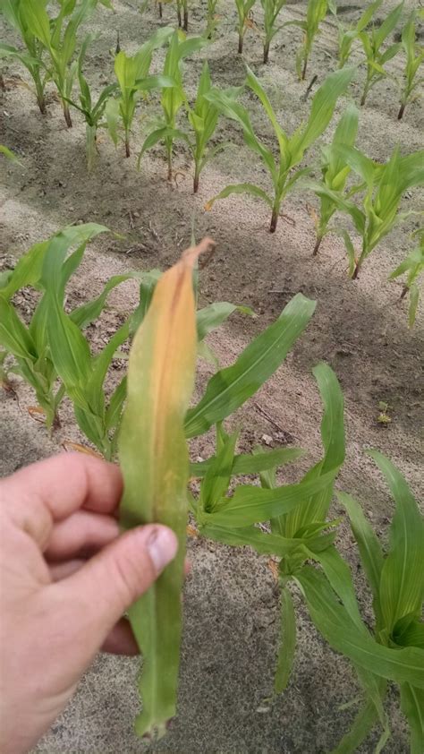 Corn Nutrient Deficiencies | Tattnall County Extension