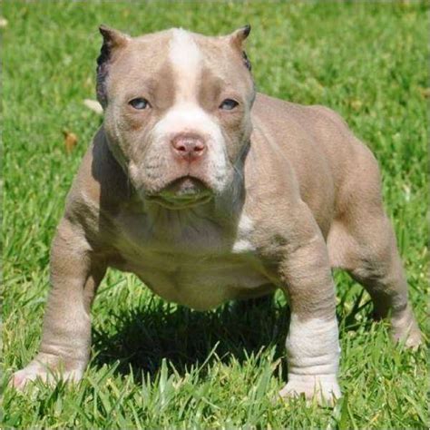 Cachorros pitbull color gris - Imagui