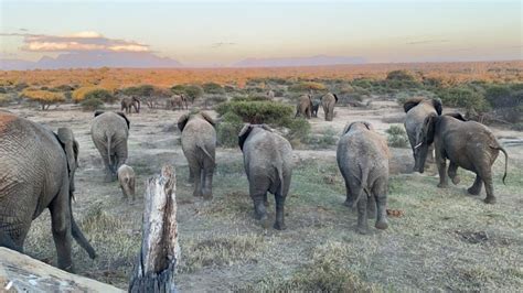 Elephants & Their Families: The Importance of Social Structures in a Herd