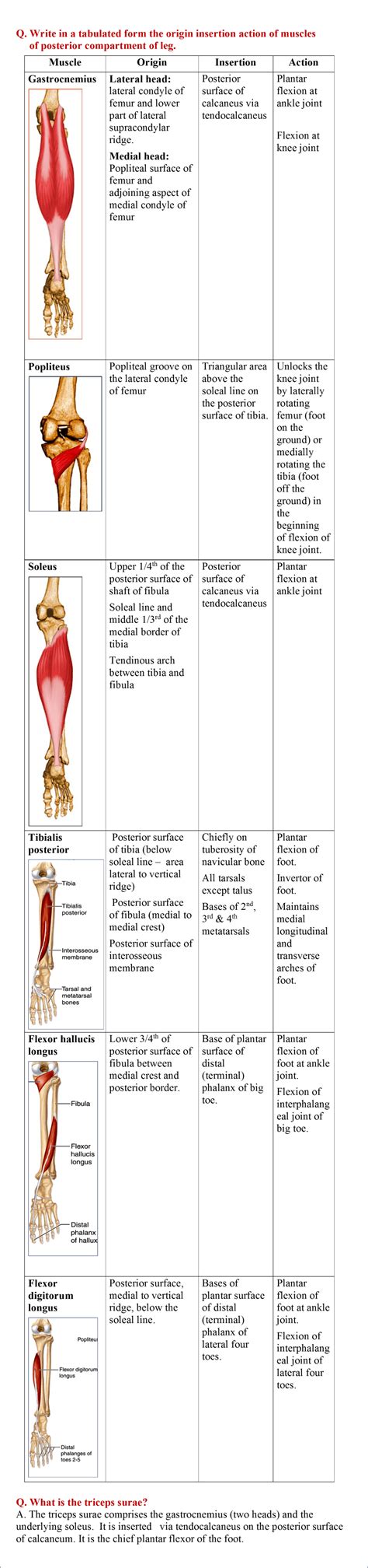 Leg - Anterior, Lateral and Posterior Compartments - Anatomy QA