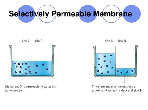 PPT - Osmosis Diffusion of Water PowerPoint Presentation, free download - ID:6537131