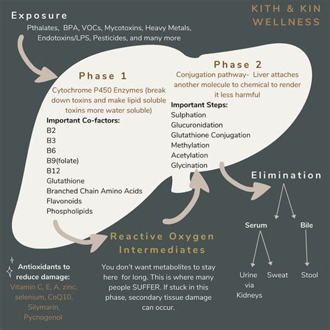 Breaking Down Phase 2 Detoxification — Kith & Kin Wellness