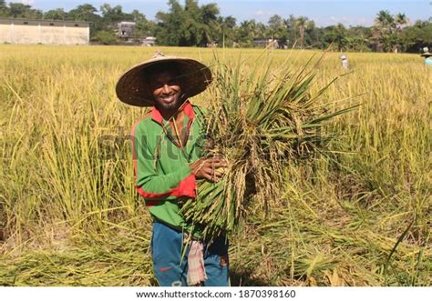 2,000 Bangladesh Rice Field Images, Stock Photos & Vectors | Shutterstock