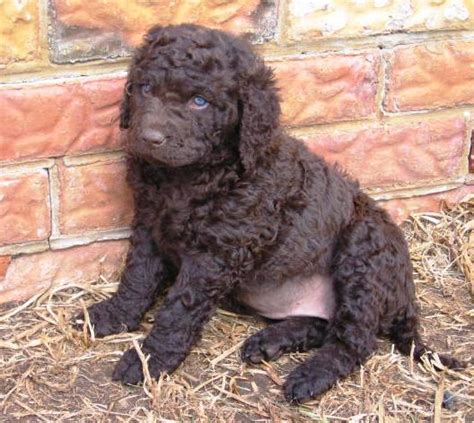 Curly-Coated Retriever Dog Info, Temperament, Training, Puppies, Pictures