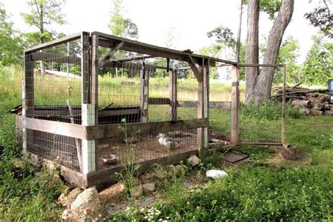 10 Considerations For Your Backyard Duck Coop • Insteading | Backyard, Backyard ducks, Duck coop