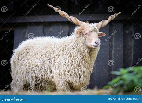 A Mountain Sheep with Twisted Horns in a Zoo Stock Image - Image of ...