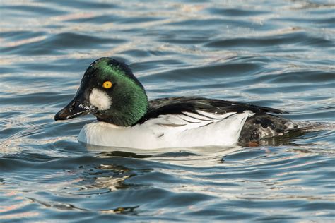 Common Goldeneye (male) – Jeremy Meyer Photography