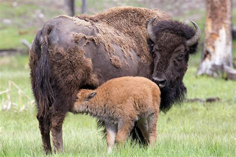 Baby Bison Nursing in Yellowstone Photograph by Patrick Barron | Fine ...