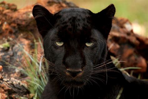 Difference Between Panther and Leopard | Facts, Features, Behaviour, Comparison