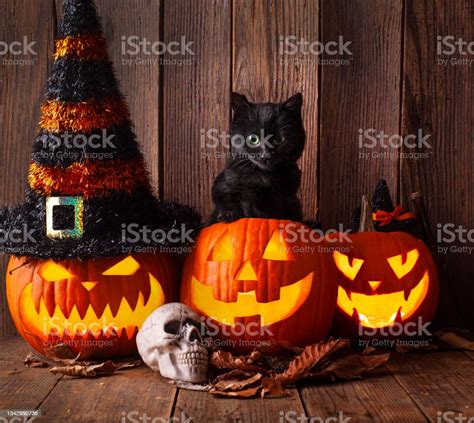 Black Cat With Pumpkins As A Symbol Of Halloween Stock Photo - Download Image Now - Animal ...