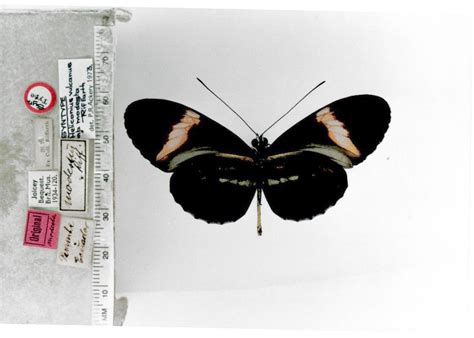 Heliconius melpomene cythera (type specimens)