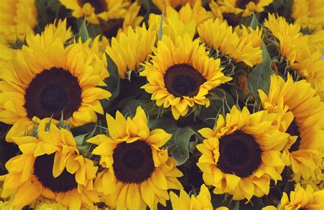 🔥 [26+] Yellow Sunflower Wallpapers | WallpaperSafari