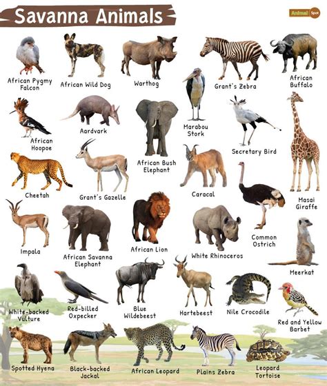 Savanna Animals List, Facts, Diet, Adaptations and Pictures