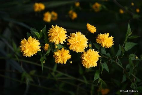 Free photo: Yellow flowers - Flower, Grass, Leaves - Free Download - Jooinn