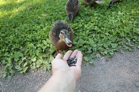 Can Ducks Eat Anything